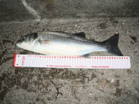 Picture of small *bass. Click for larger image