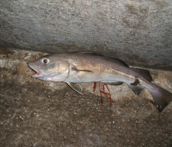 Picture of codling