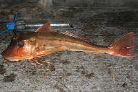 Picture of gurnard