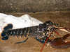 Bonus lobster Lobser photo
