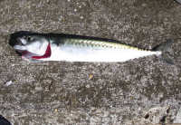 Picture of mackerel