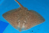 Phil's thornback ray