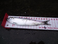 Picture of small herring