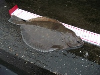 Picture of plaice