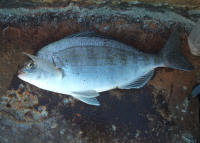 black bream