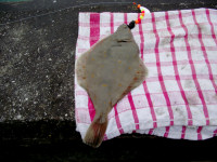Picture of a small plaice