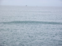 Picture of feeding mackerel shoal