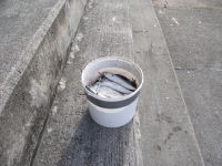 Picture of feeding mackerel