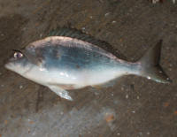 black bream - click for larger image