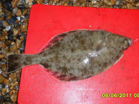 Picture of Bill's flounder