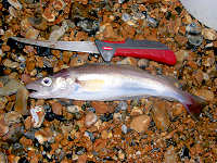 Picture of whiting