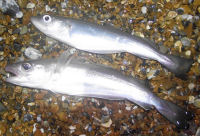 Picture of two whiting