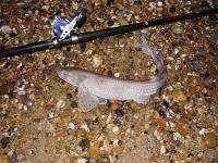 Picture of dogfish