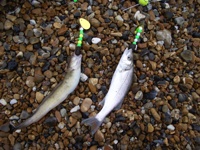 Picture of small bass and rockling