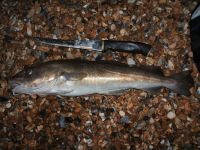 Picture of codling