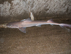 Picture of smooth hound