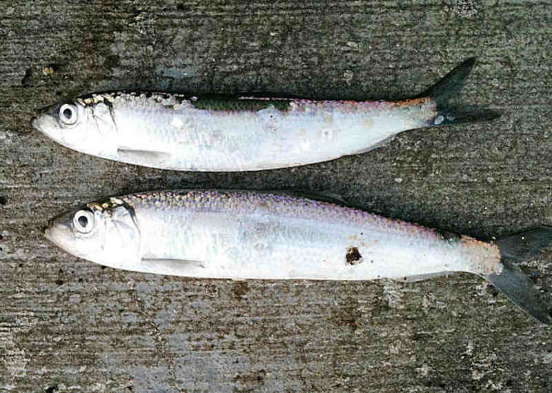 Brace of Herring_5606654206_l