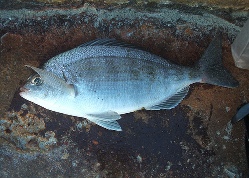 Bream_3521785092_m