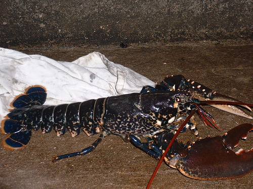 Lobster_2301894871_m