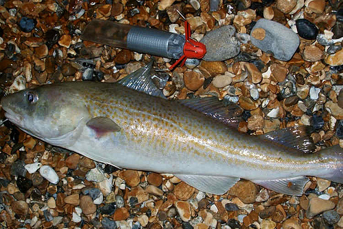 Seaford  Codling_3877722964_m