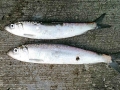 Brace of Herring_5606654206_l