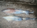 Brace of Squid_3445161534_m