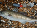 Seaford  Codling_3877722964_m